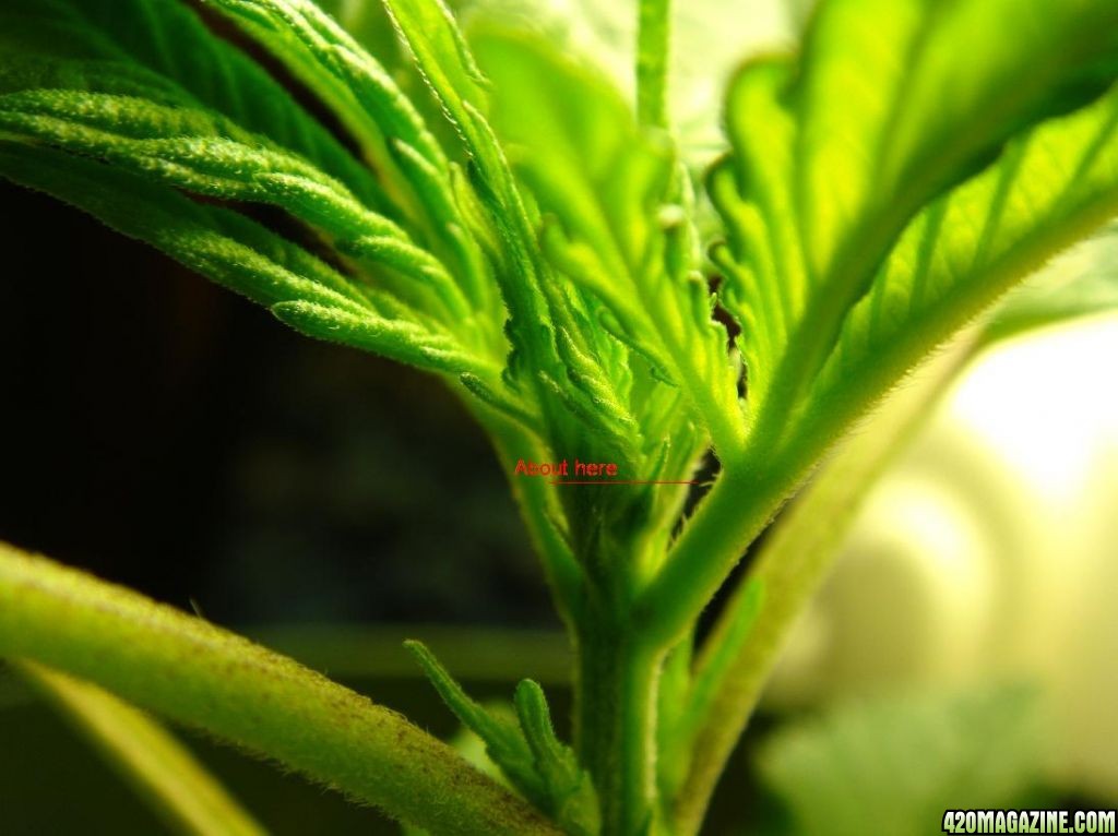 How early can you start Low Stress Training LST? 420