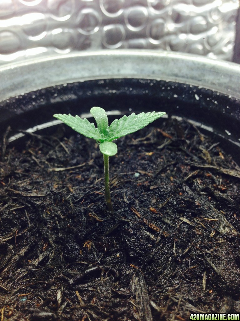 Northern Lights By Seedsman Autoflowering Grow Journal First Time