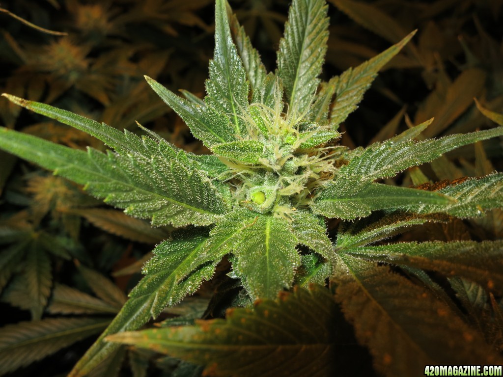 My buds have seeds 420 Magazine