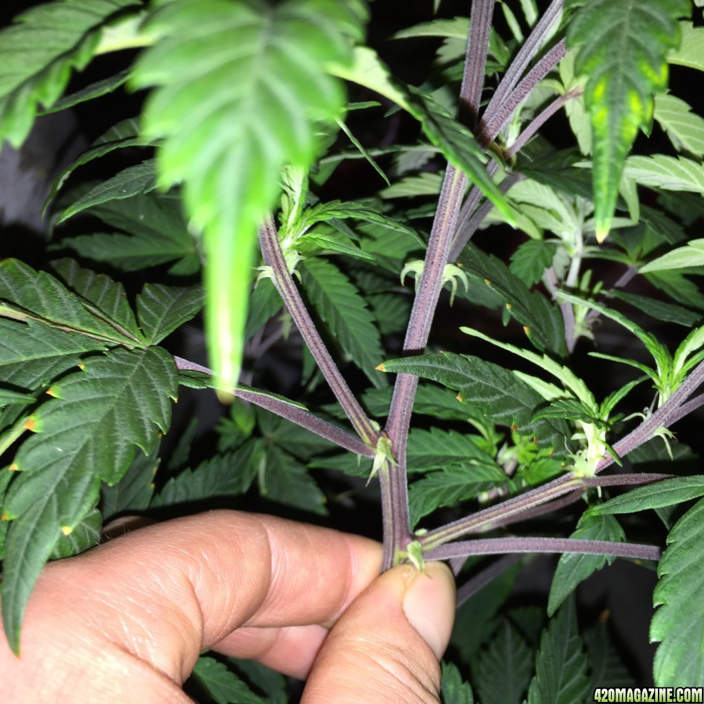 Problem or overreacting? Red/purple stems 420 Magazine