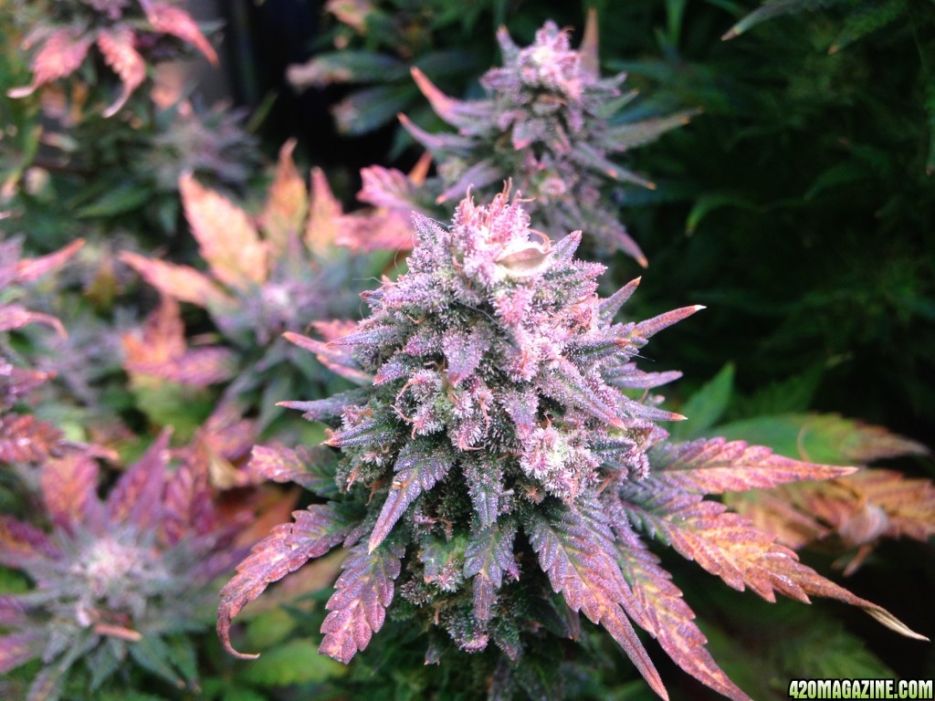 How to Proceed With Hermie During Late Flowering? 420 Magazine