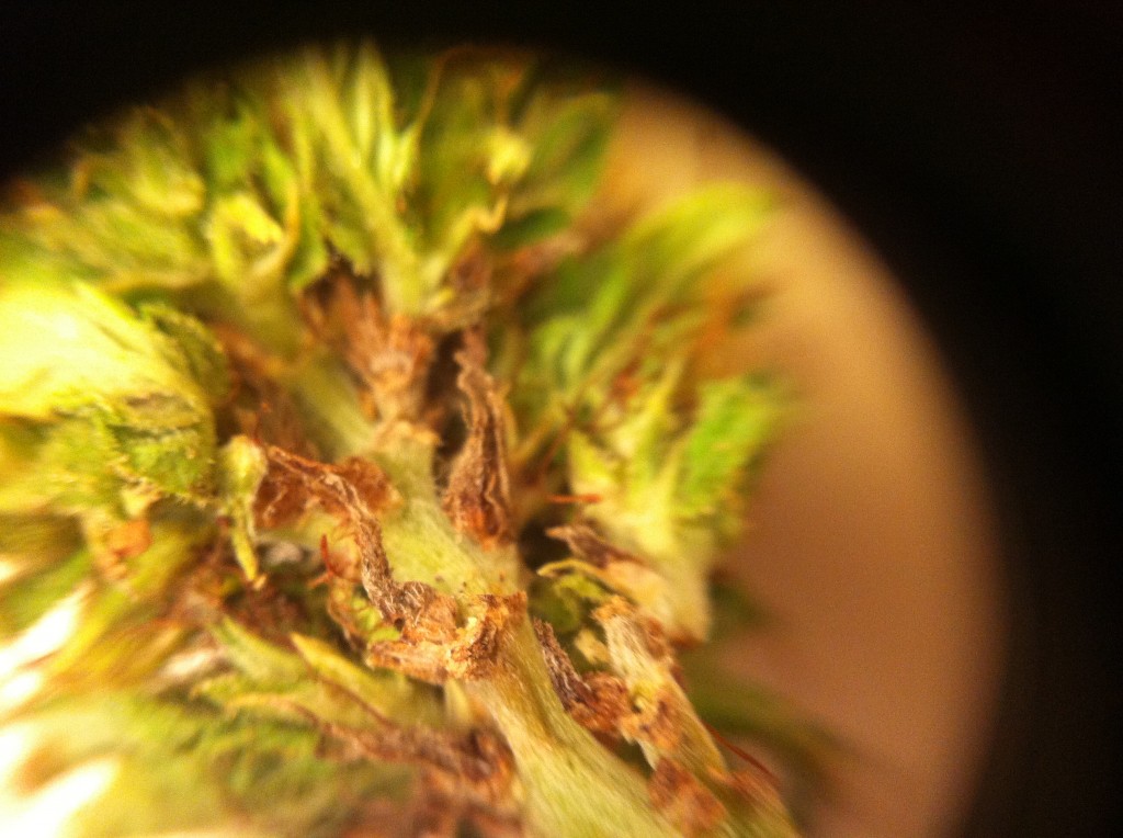 Bud rot? 420 Magazine