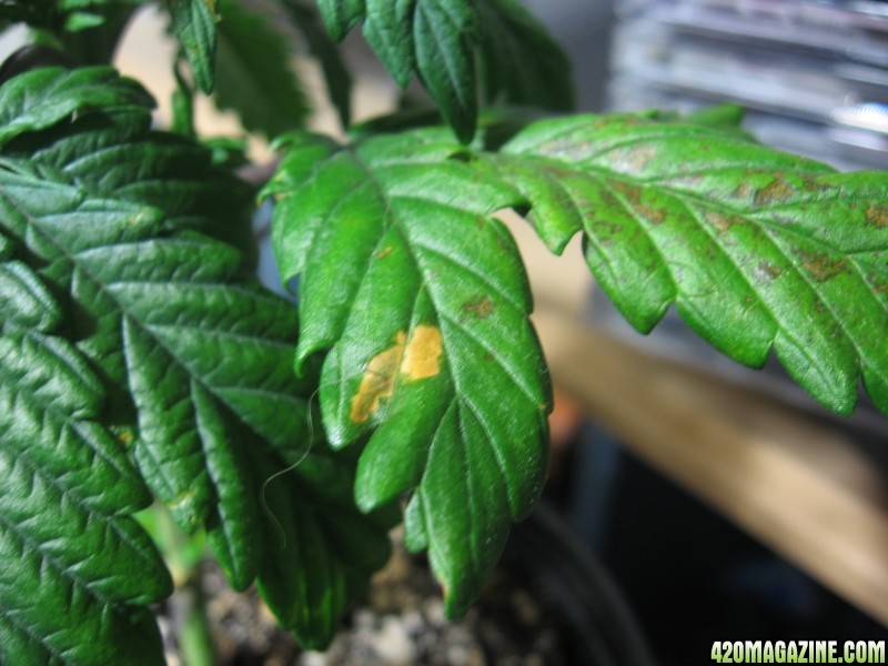 Orange rust spots on older leaves Pics 420 Magazine