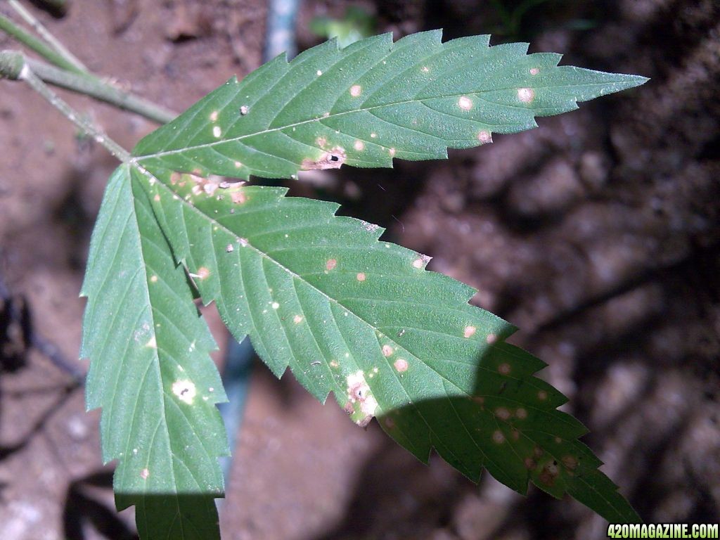 Problem Yellow spots, leaves turning yellow and falling off