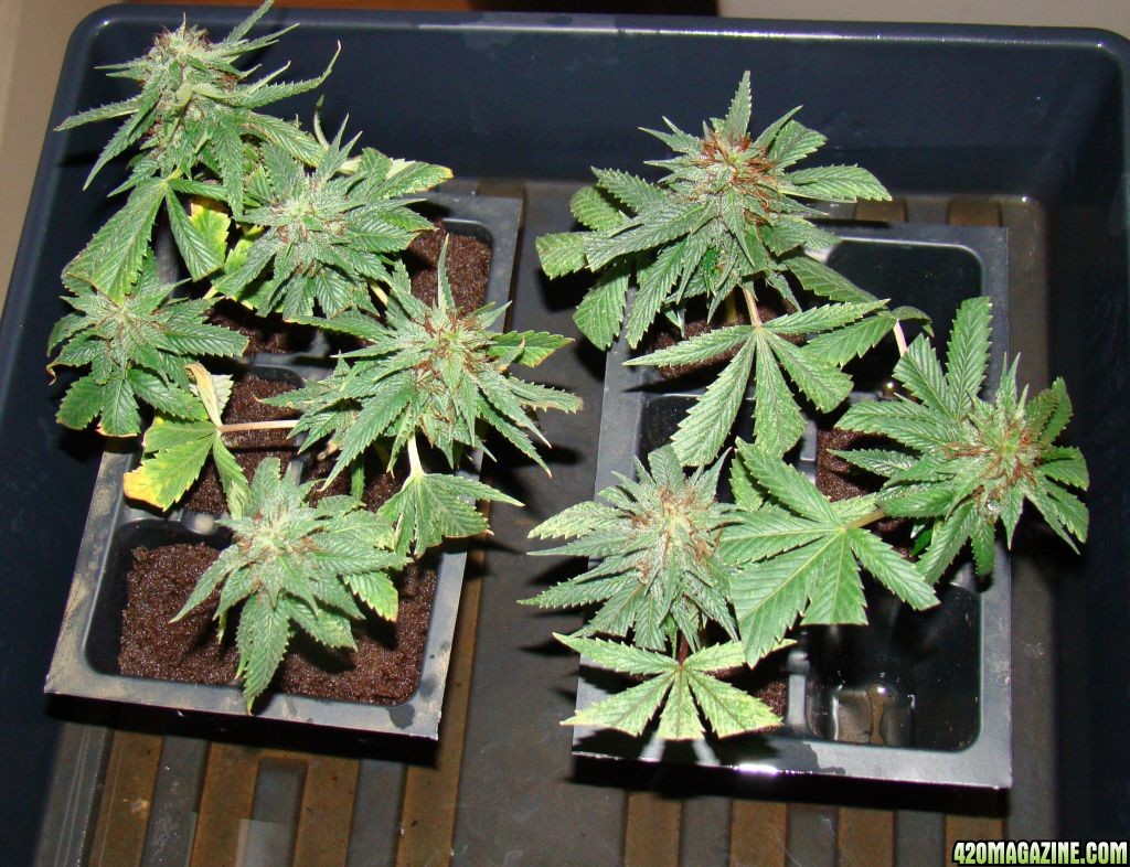 Managing my clones and seedlings 420 Magazine