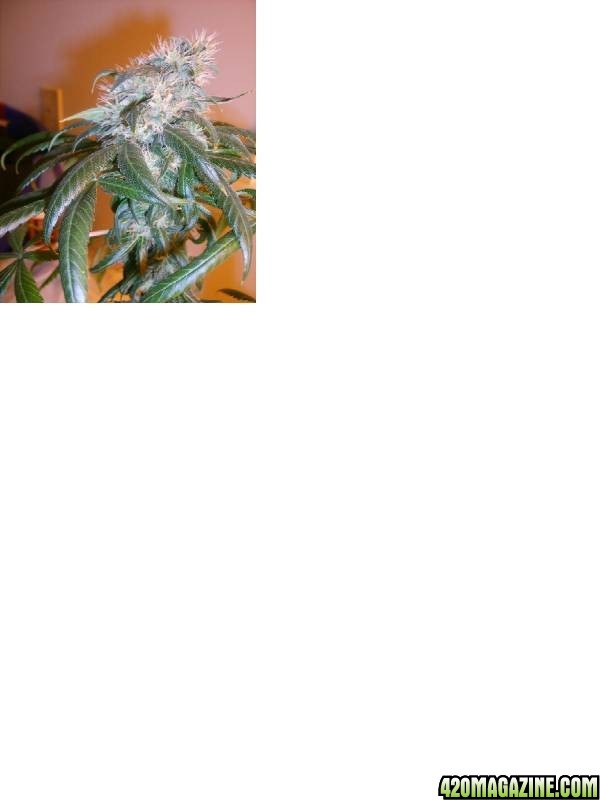 Flowering week 6....Plant smells like coffee? 420 Magazine