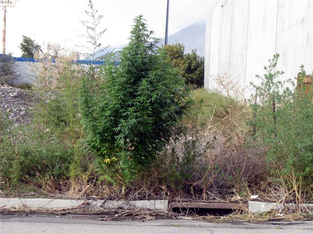 Jolly Green Giant Pot Plant Hidden In Plain Sight 420 Magazine