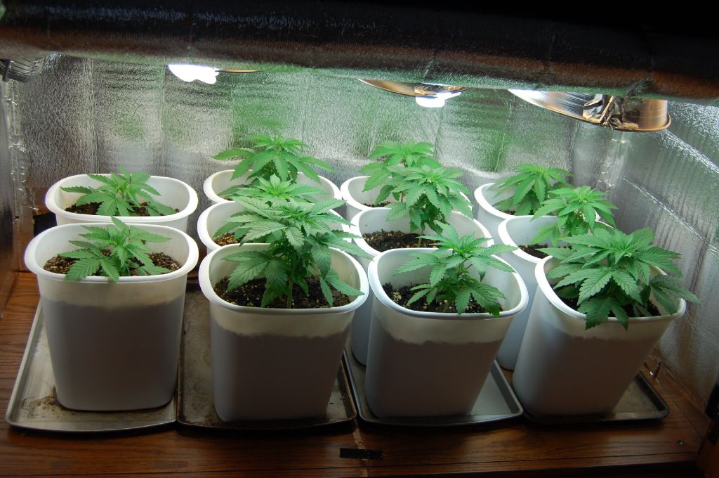 Stealth Armoire Grow Box/ First Time Grower / BC Juicy Fruit! Video