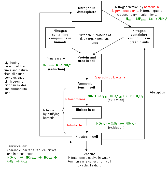 Nitrogen Cycle