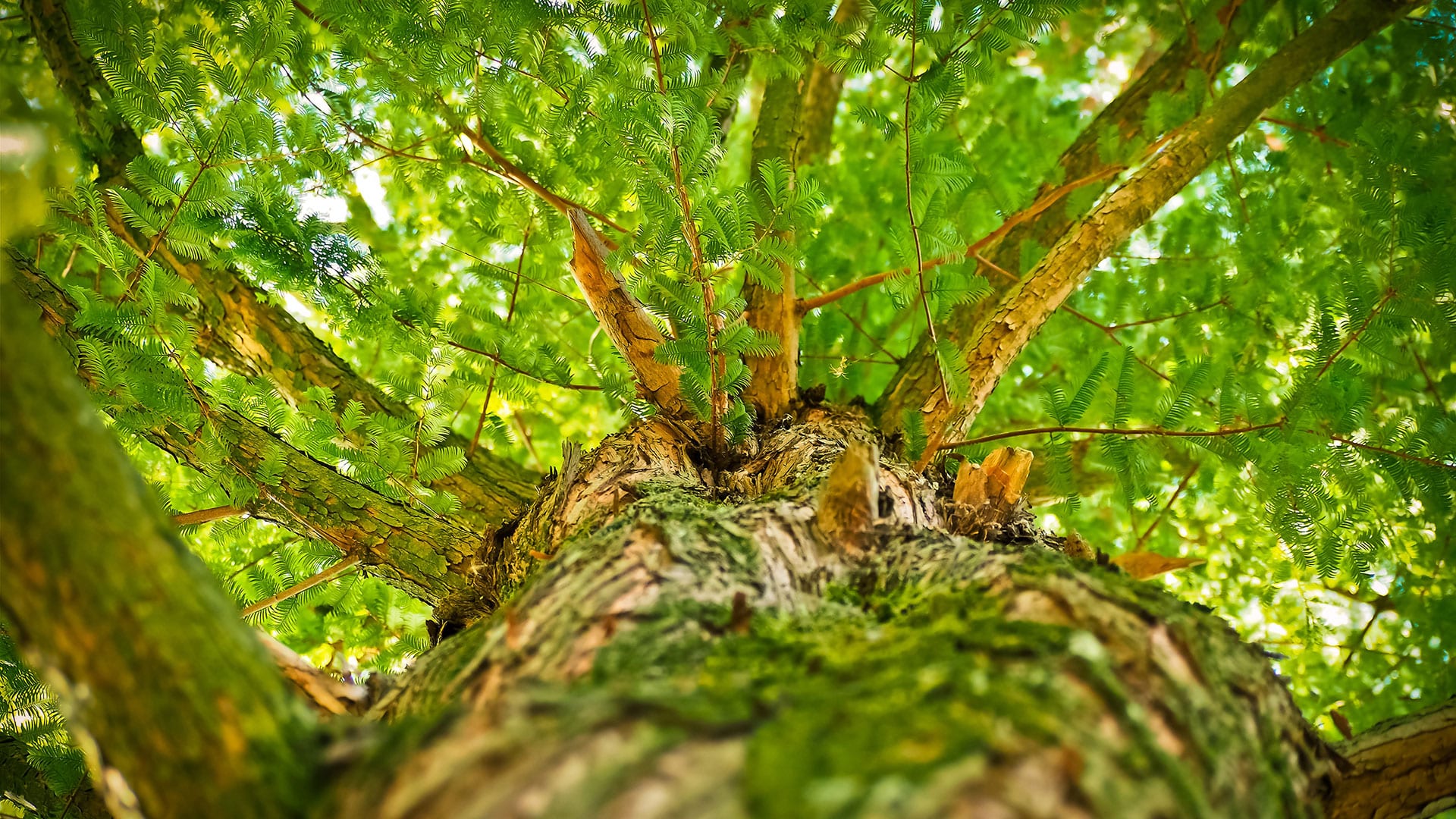 4CO Tree Service, LLC Tree Company Serving Woodbridge, VA & Northern