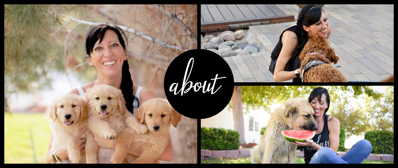 Goldendoodle Breeder Las Vegas Badass Breeder 4E Kennels