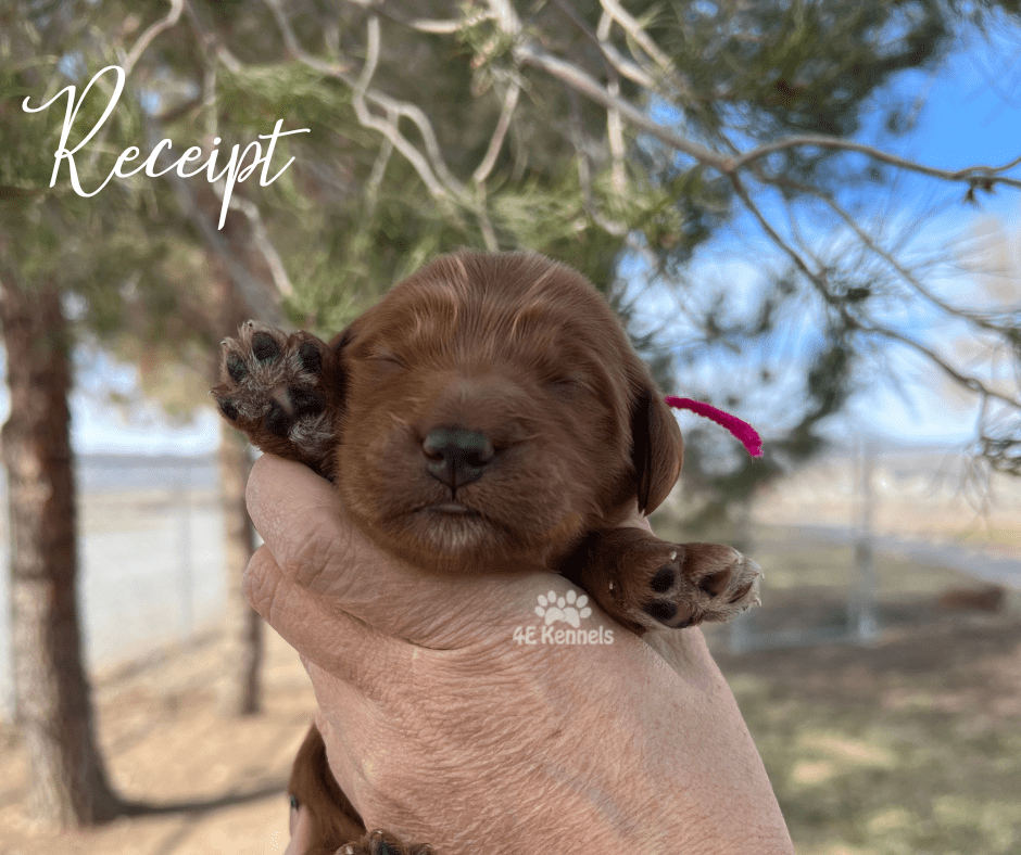 Goldendoodle Breeder Las Vegas Badass Breeder 4E Kennels