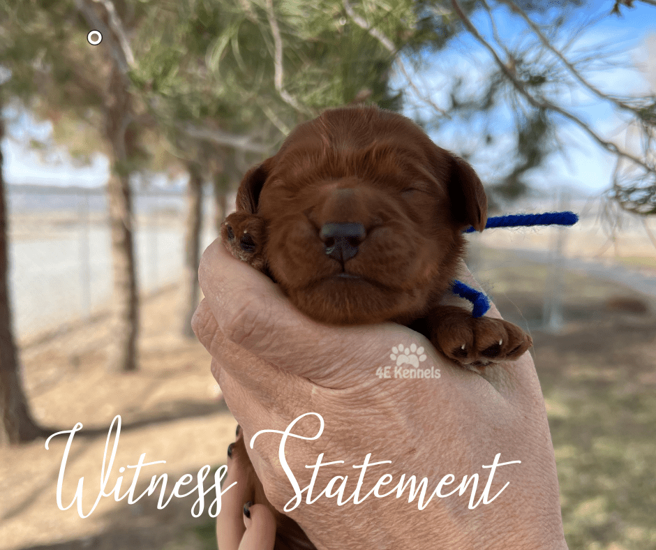 Goldendoodle Breeder Las Vegas Badass Breeder 4E Kennels