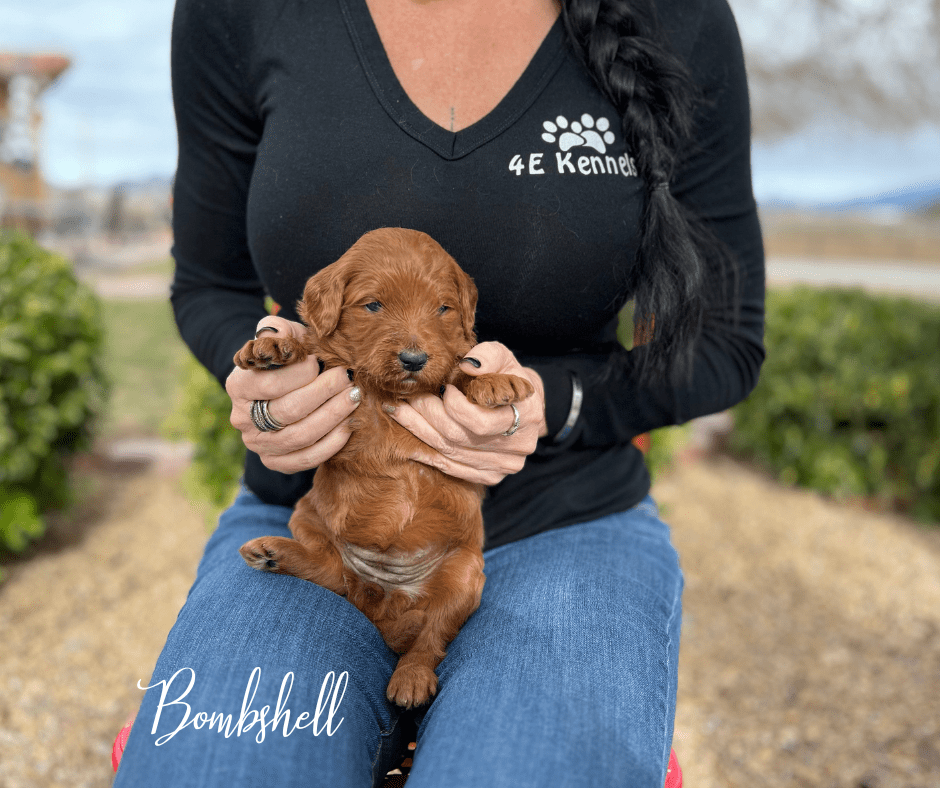 Goldendoodle Breeder Las Vegas Badass Breeder 4E Kennels