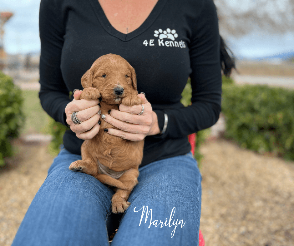 Goldendoodle Breeder Las Vegas Badass Breeder 4E Kennels
