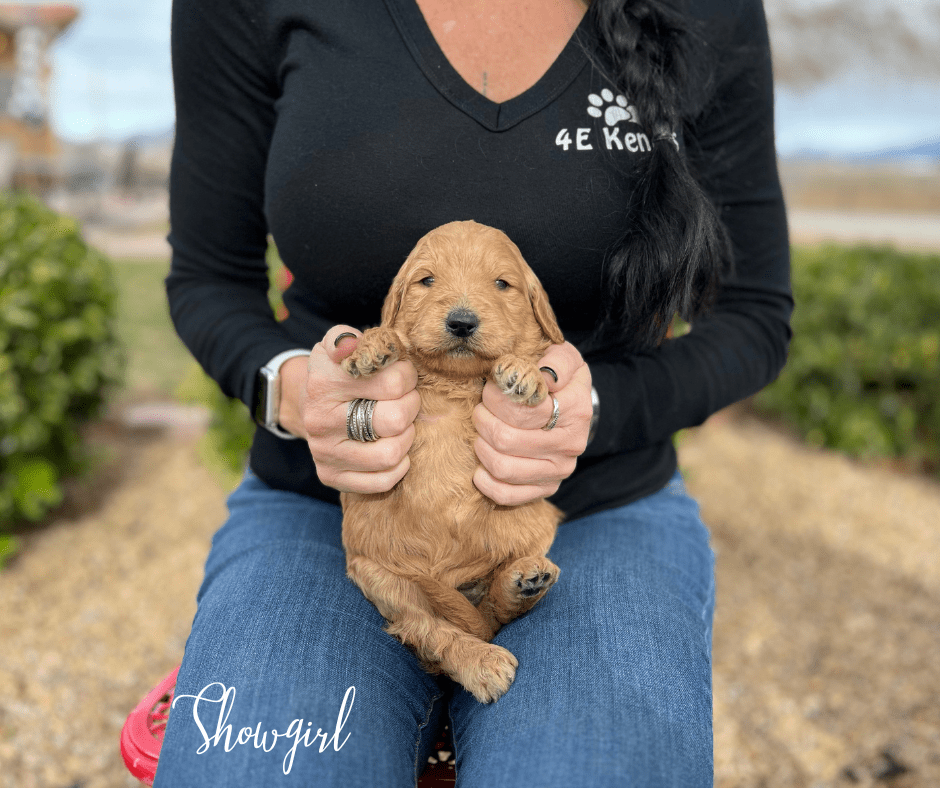 Goldendoodle Breeder Las Vegas Badass Breeder 4E Kennels