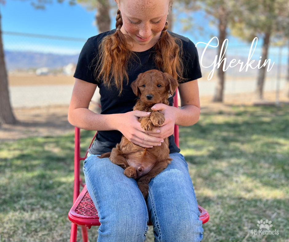 Goldendoodle Breeder Las Vegas Badass Breeder 4E Kennels
