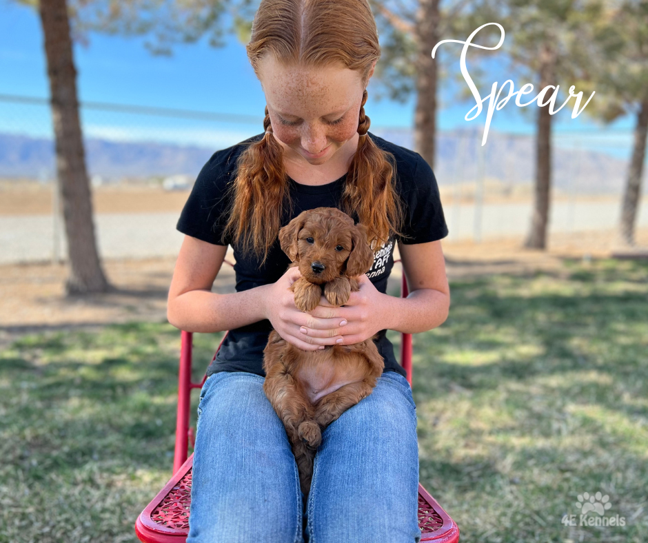 Goldendoodle Breeder Las Vegas Badass Breeder 4E Kennels