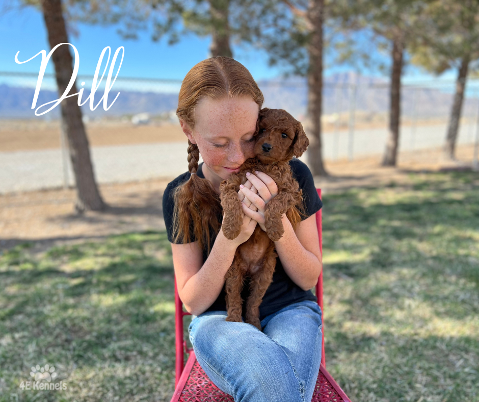 Goldendoodle Breeder Las Vegas Badass Breeder 4E Kennels