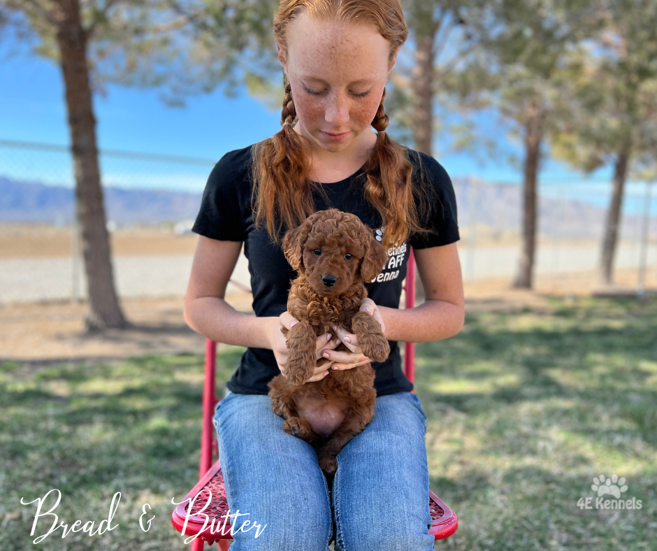 Goldendoodle Breeder Las Vegas Badass Breeder 4E Kennels