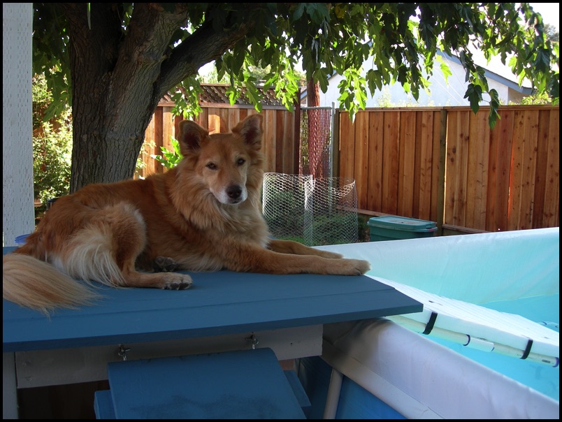 Portable Dog Pools Available in Any Size