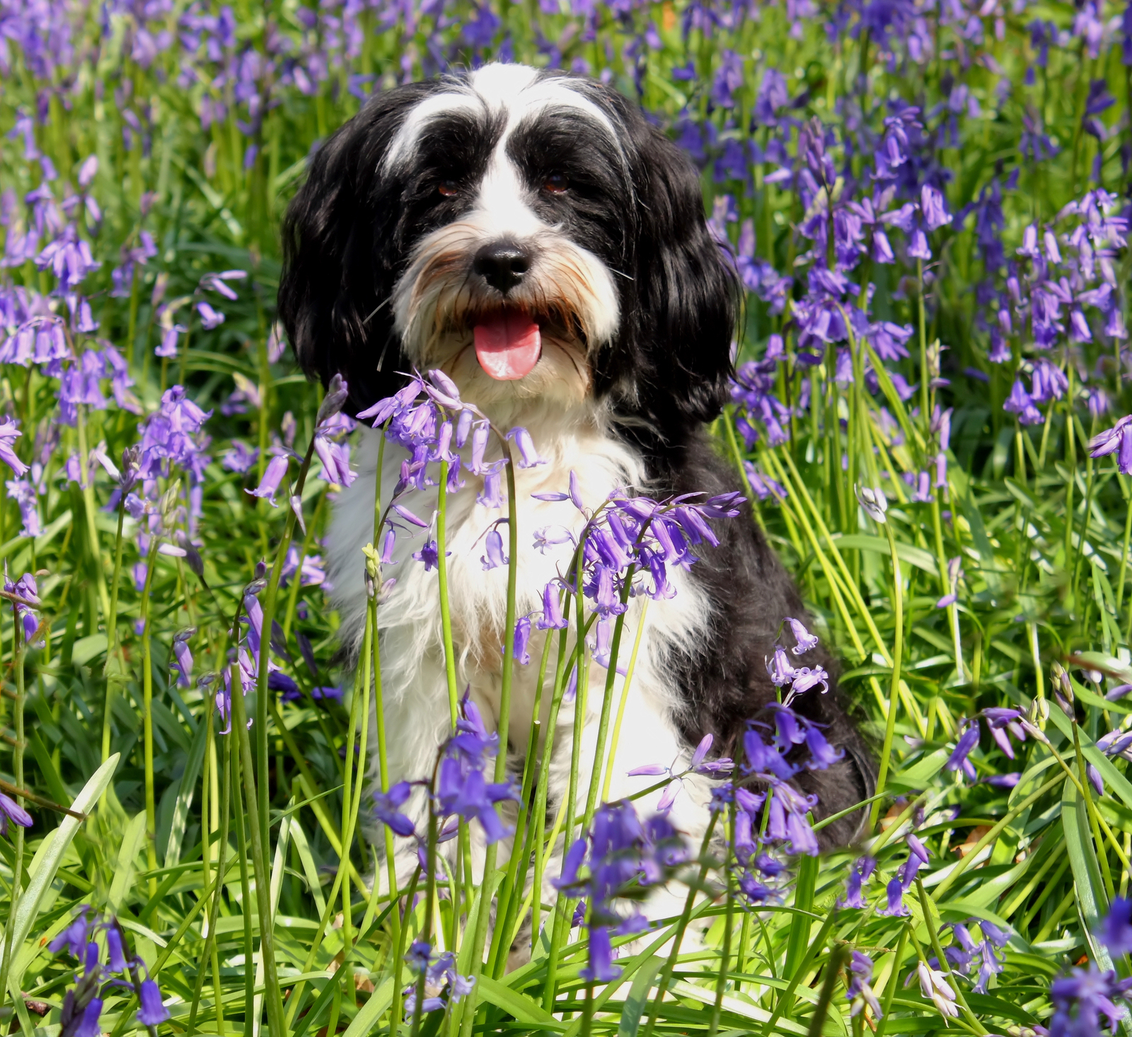 Pets Please Pass on These Poisonous Plants! Pet Sitting and Dog
