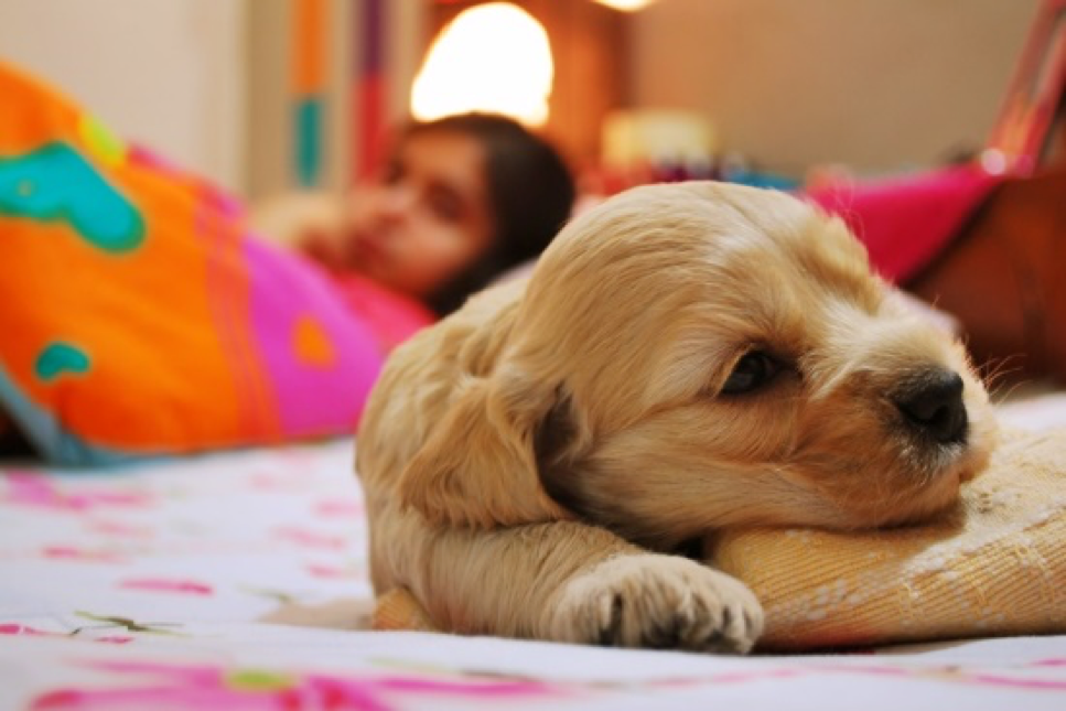 Top KidFriendly Dog Breeds Pet Sitting and Dog Walking in Cary