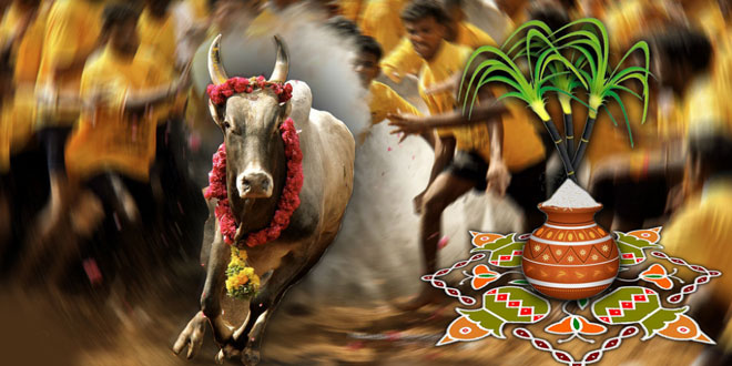Pongal Festival Quotes And Messages Kids Portal For Parents Pongal Festival Quotes And Messages Kids Portal For Parents