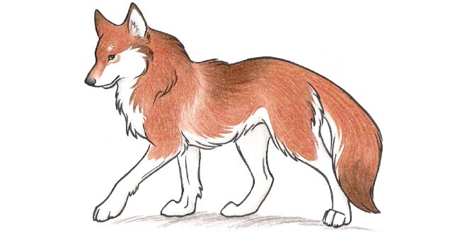 How To Draw Wolf Drawing Lessons for Students and Children Kids