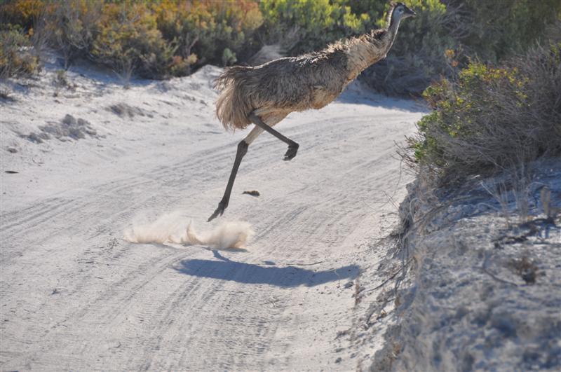 Running Emu