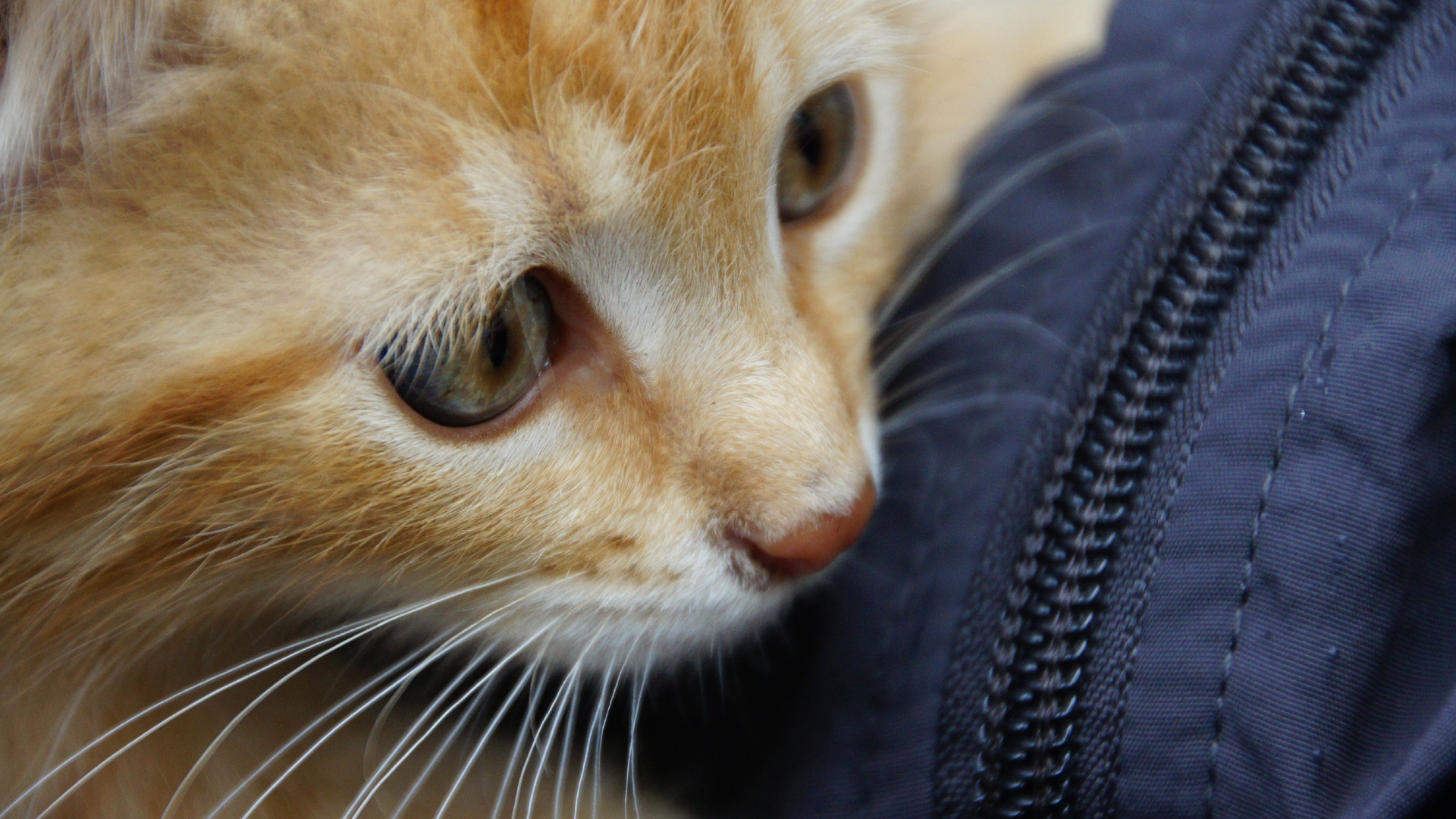 Katze / Katzen
