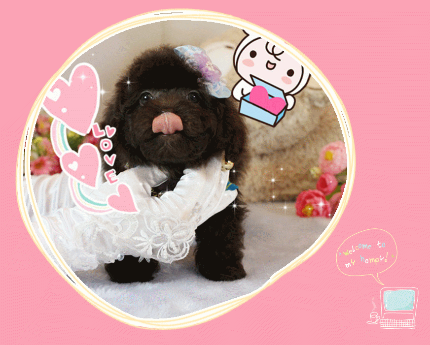 Teacup Poodle,Toy Poodles,Tiny Toys,Teacups Poodle Puppies For Sale