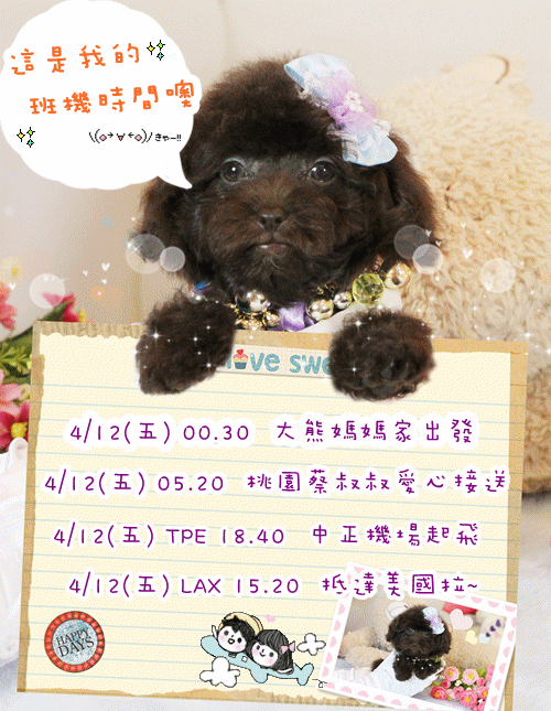 Teacup Poodle,Toy Poodles,Tiny Toys,Teacups Poodle Puppies For Sale