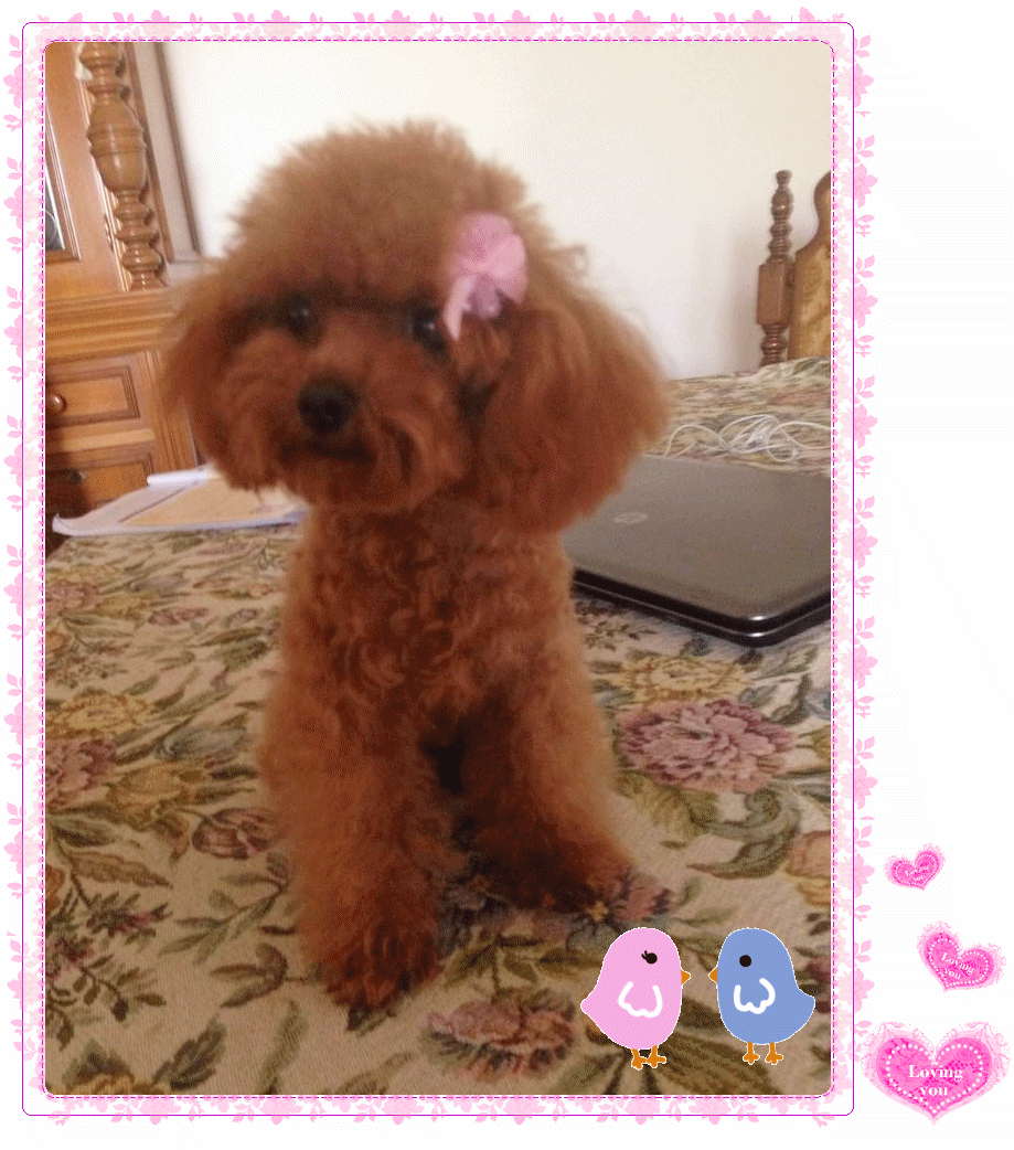 Teacup Poodle,Toy Poodles,Tiny Toys,Teacups Poodle Puppies For Sale