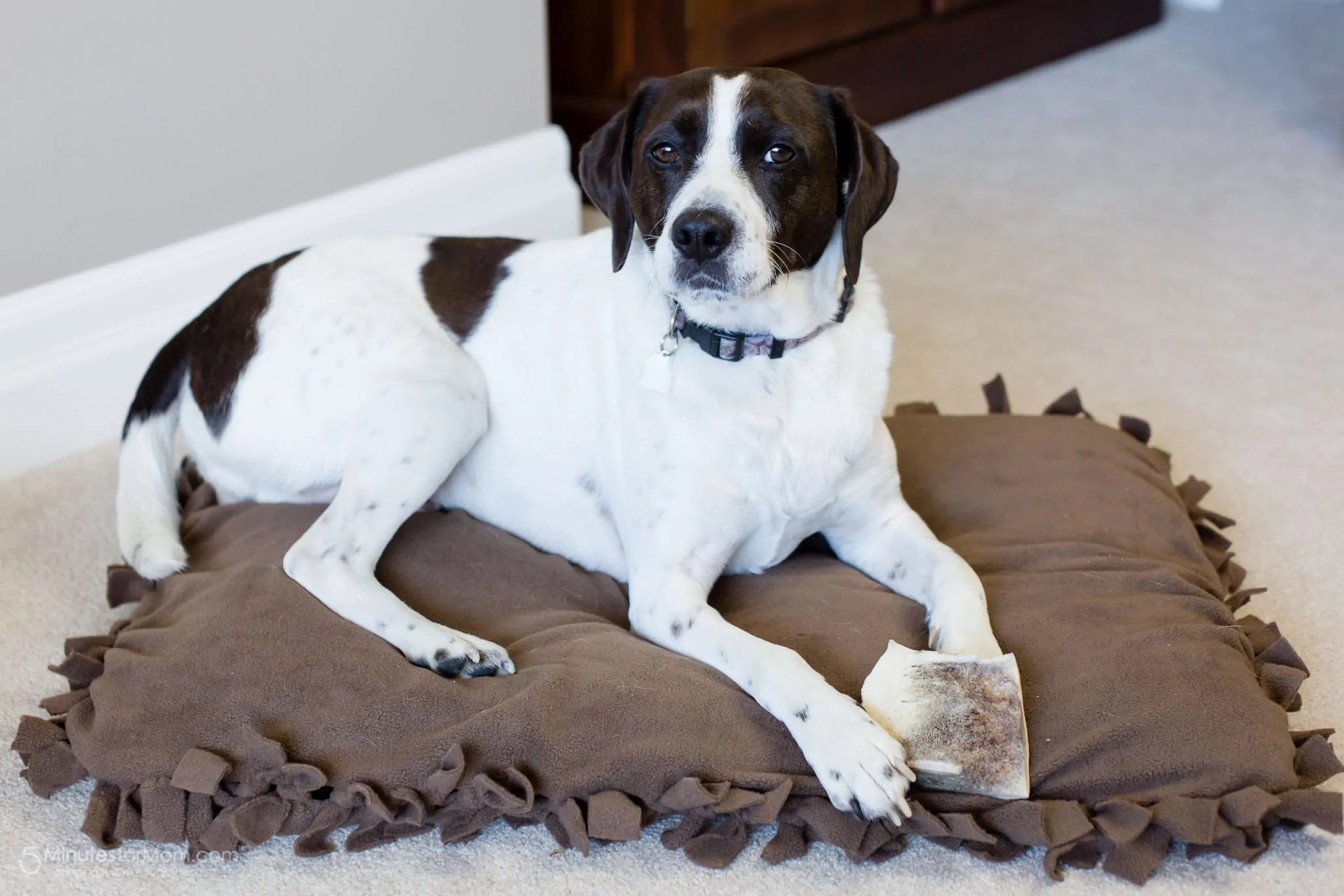 How To Make a Dog Bed 5 Minutes for Mom