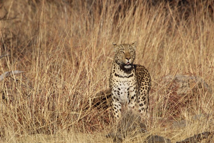 articles-content-leopard-conservation