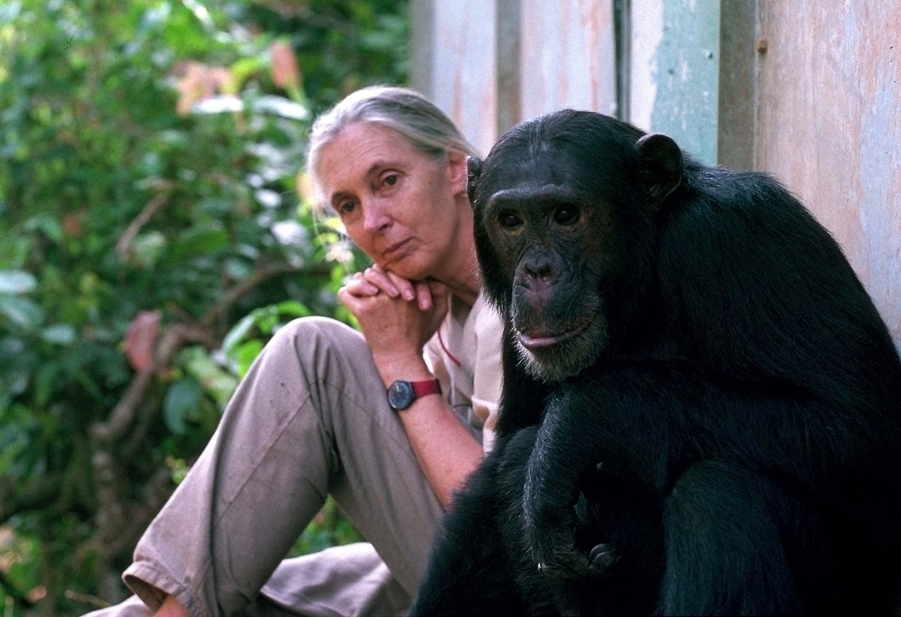Jane Goodall 60 años investigando a chimpancés salvajes