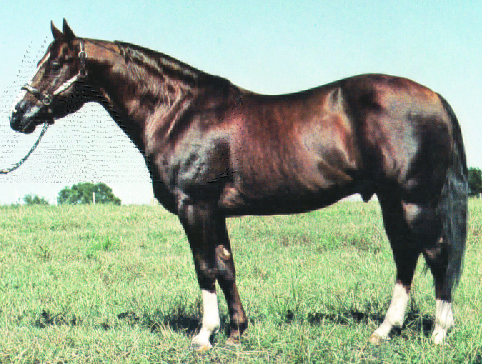 Top 10 Ranch Horse Bloodlines 6666 Ranch