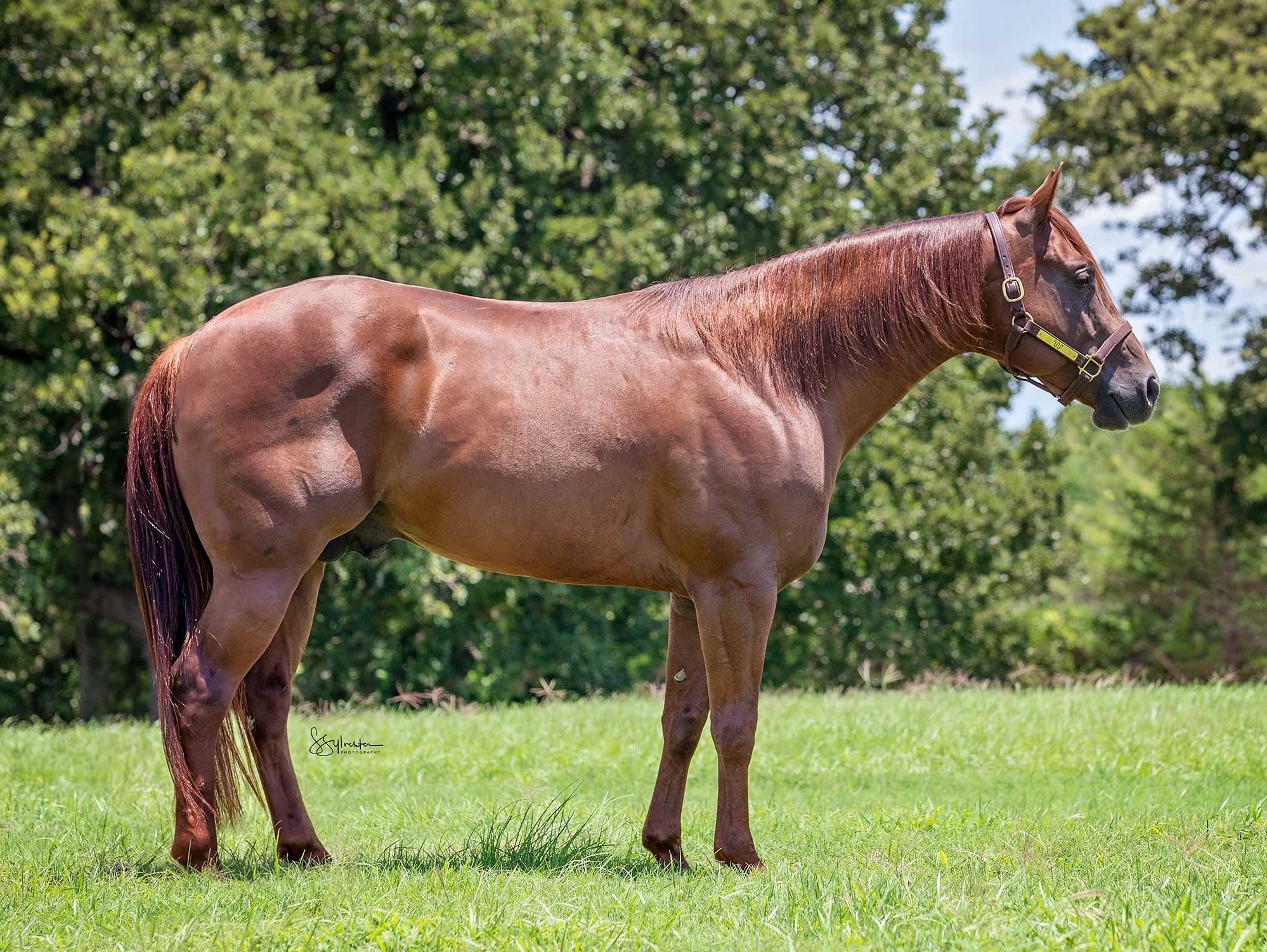 Coronel Del Rancho 6666 Ranch