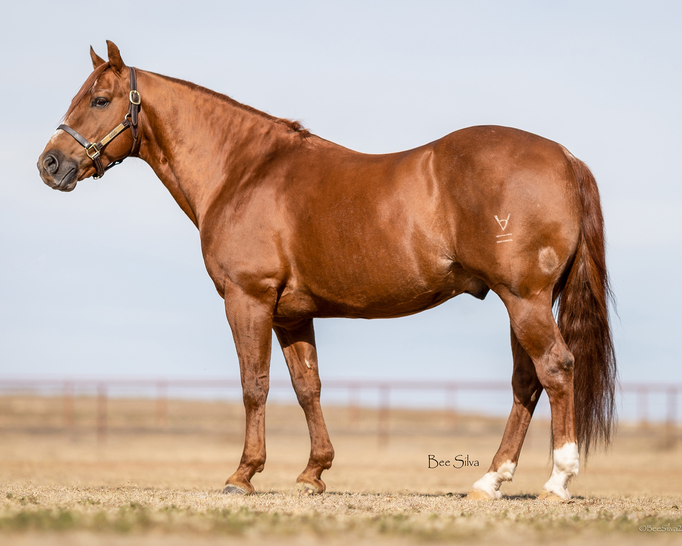 Kit Kat Sugar 6666 Ranch