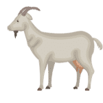 Farm Animals List: Domestic Animals Names with Pictures 8