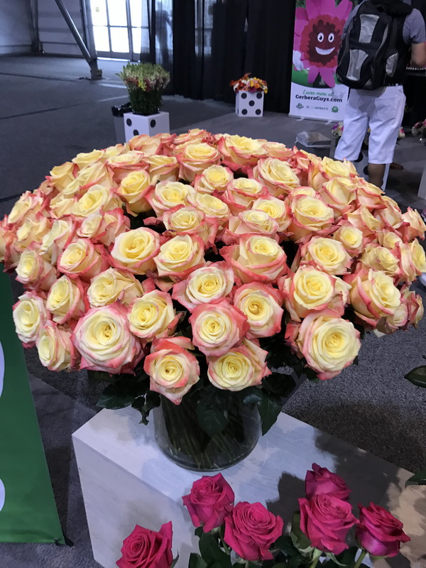 Roses on Sale 50 Off Roses Orange County Wholesale Flowers Newport