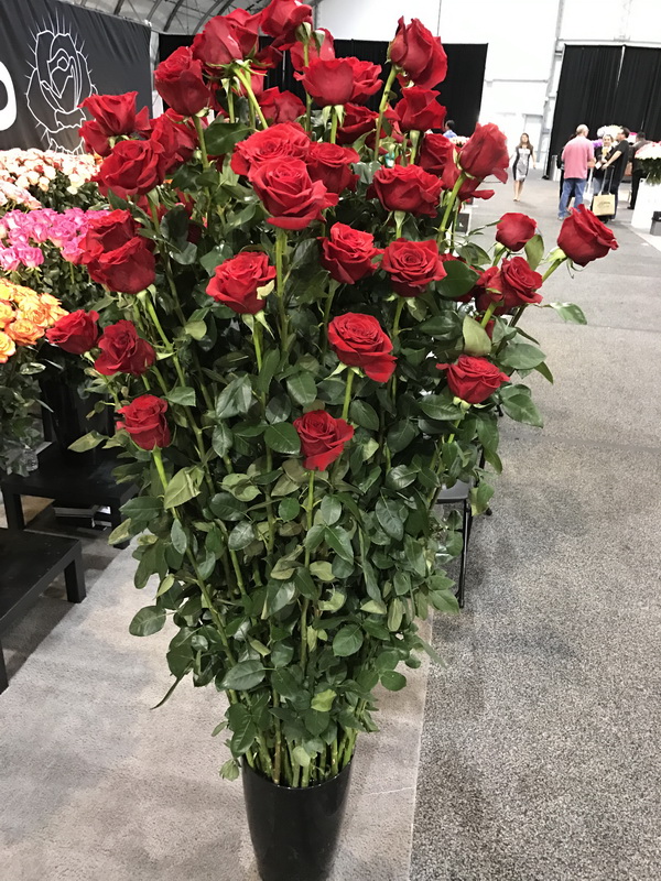 Roses on Sale 50 Off Roses Orange County Wholesale Flowers Newport