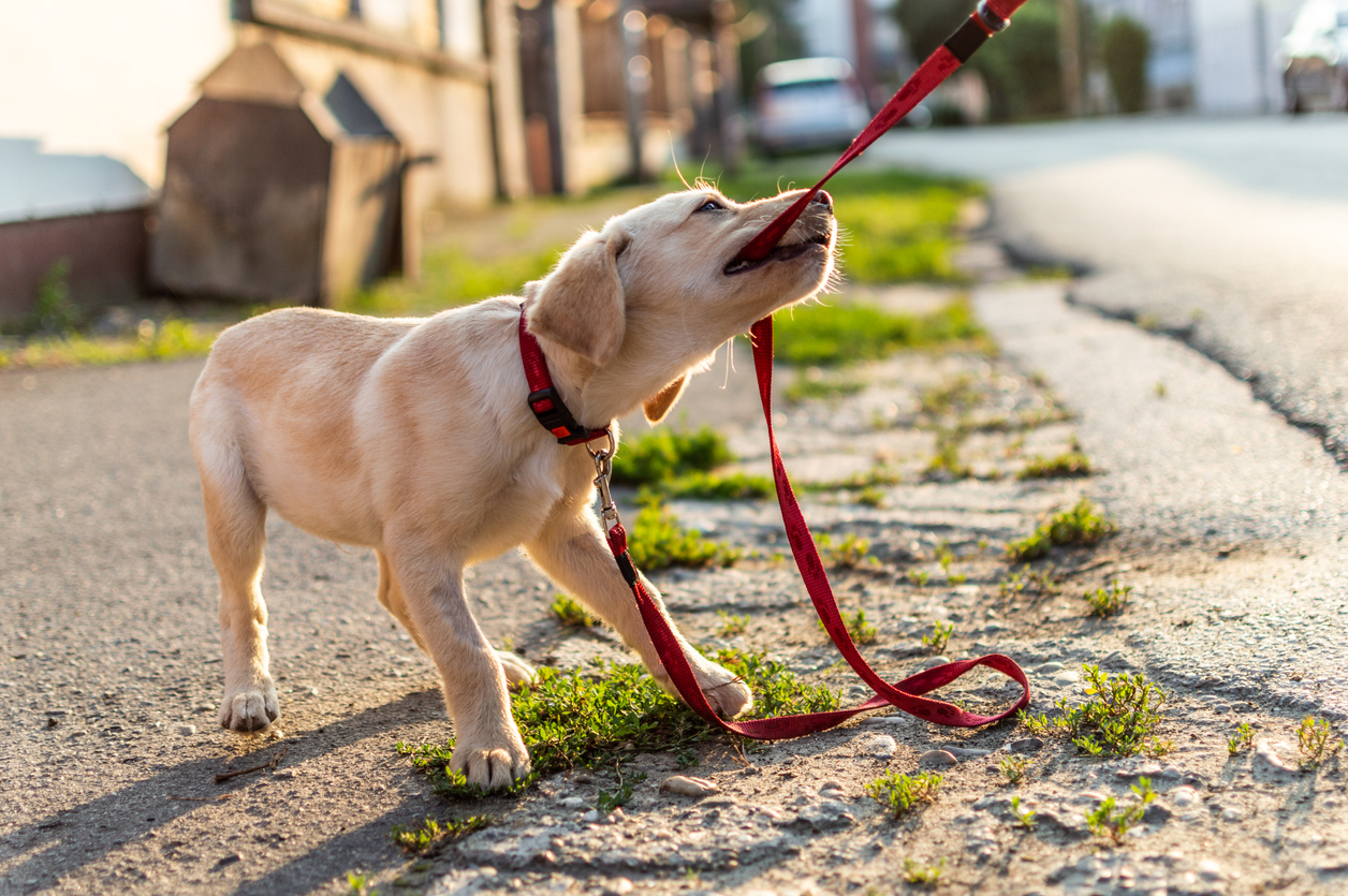 Michigan Dog Leash Laws (855) MIKEWINS Mike Morse Law