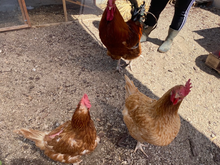 Las Vegas chicken sanctuaries warn of mistreatment of chickens as