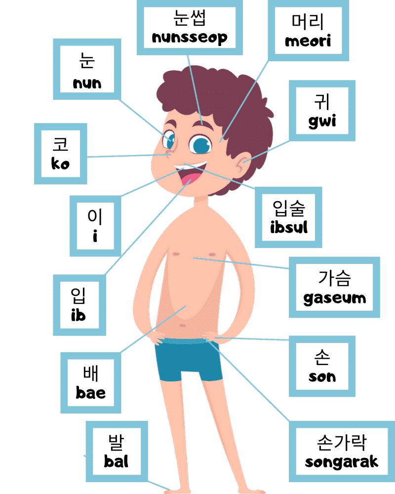 Learn Parts of the Body in Korean