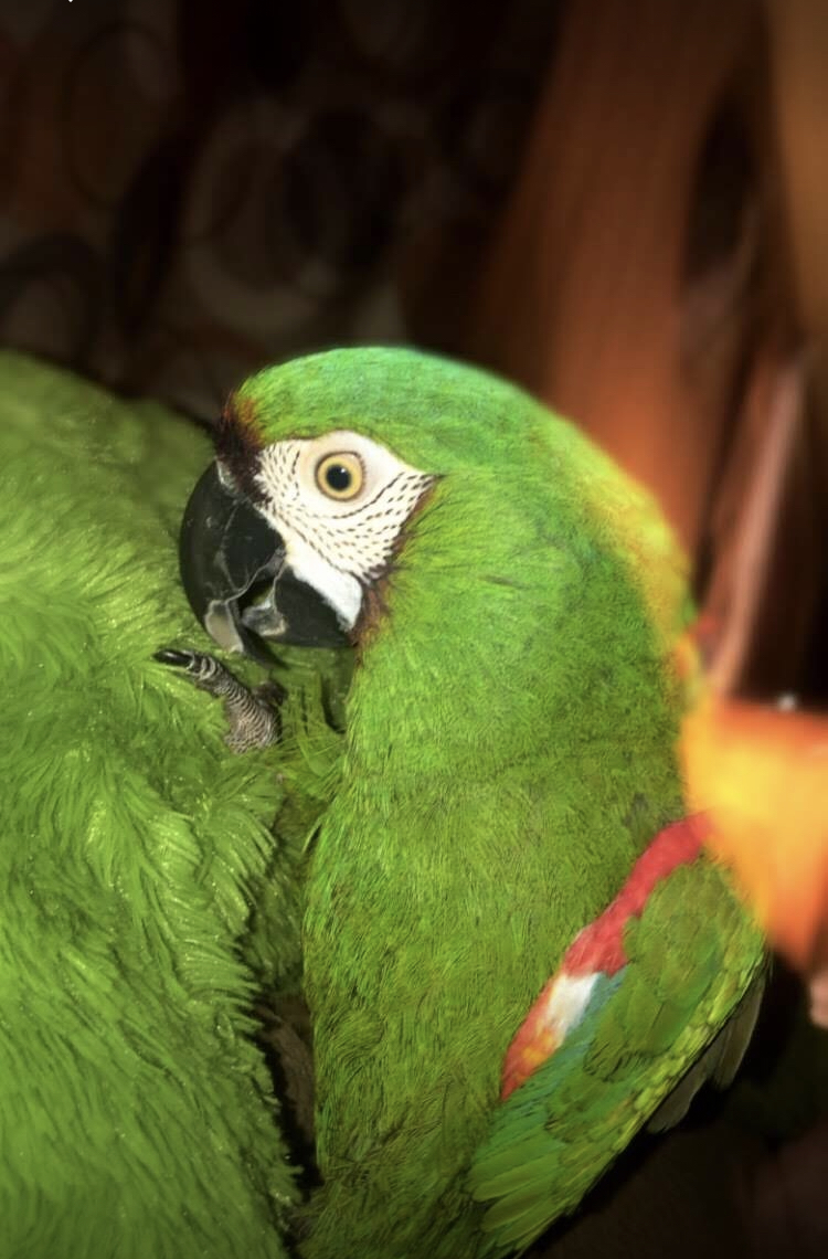 USA SC Anderson, severe chestnut fronted macaw ‘Lily
