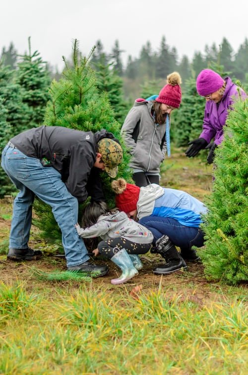 How to Start A Profitable Christmas Tree Farm 99BusinessIdeas