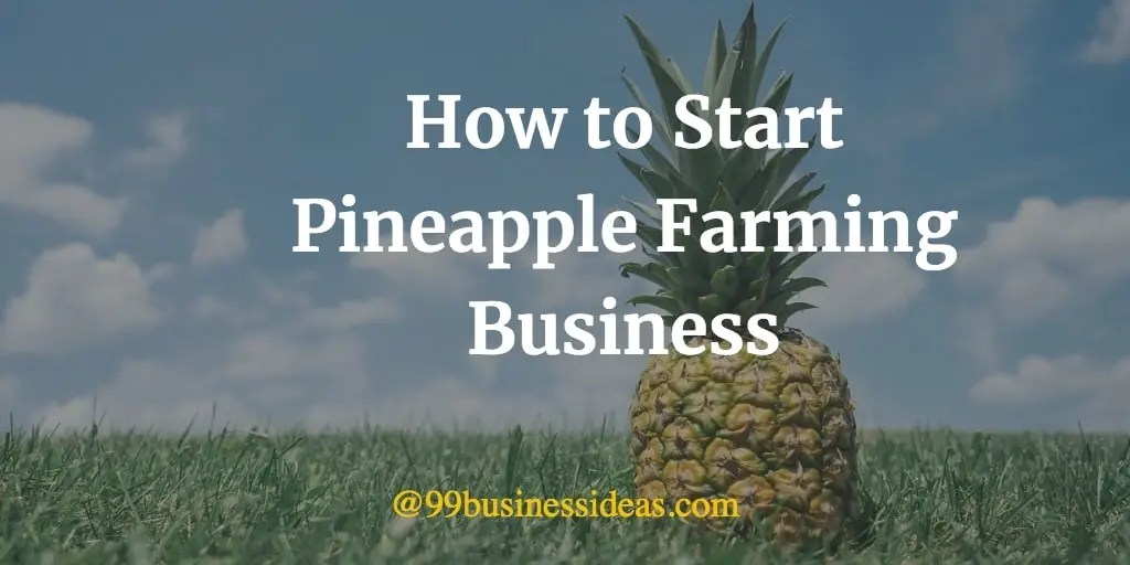 Pineapple Farming Business Plan Guide for Beginners