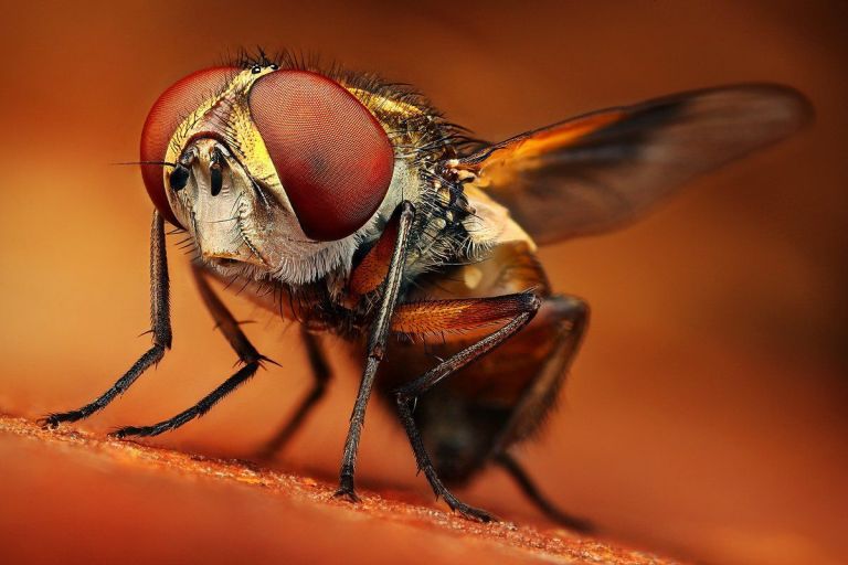 16 Mind Blowing Examples of Insect Macro Photography 99inspiration